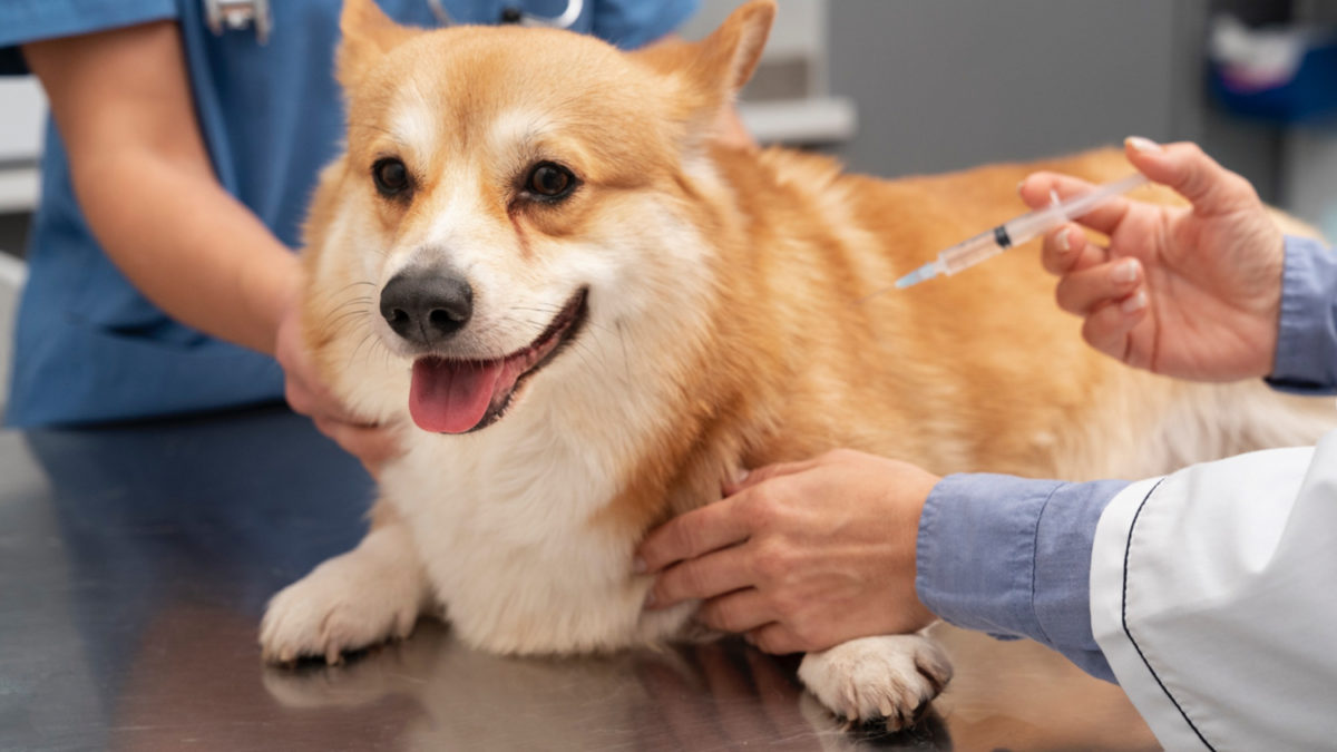 Vacunas de perros